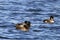 Lesser Scaup Drake and Females