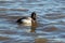 Lesser Scaup in Profile