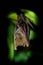 Lesser Short-nosed Fruit Bat - Cynopterus brachyotis  species of megabat within the family Pteropodidae, small bat during night