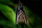 Lesser Short-nosed Fruit Bat - Cynopterus brachyotis  species of megabat within the family Pteropodidae, small bat during night