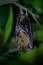 Lesser Short-nosed Fruit Bat - Cynopterus brachyotis  species of megabat within the family Pteropodidae, small bat during night