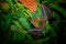 Lesser Short-nosed Fruit Bat - Cynopterus brachyotis  species of megabat within the family Pteropodidae, small bat during night