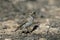 Lesser short-toed lark, Calandrella rufescens