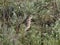 Lesser Short-toed Lark in the grassland steppe.