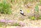 Lesser shrike sits on the ground with a grass