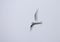 Lesser Snow Petrel, Sneeuwstormvogel, Pagodroma nivea