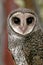 Lesser sooty owl portrait Tyto multipunctata