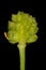 Lesser Spearwort (Ranunculus flammula). Aggregate Fruit Closeup