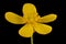 Lesser Spearwort (Ranunculus flammula). Flower Closeup