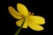 Lesser Spearwort (Ranunculus flammula). Flower Closeup