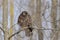 Lesser Spoted Eagle(aquila pomarina)