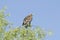 Lesser Spotted Eagle (aquila pomarina)