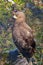 Lesser Spotted Eagle Aquila pomarina