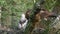 Lesser spotted eagle Aquila pomarina in nest with chick, in old natural forest.