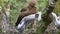 Lesser spotted eagle in nest with chick A. pomarina juvenile eagle learns to fly