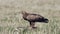 Lesser spotted eagle in spring on the ground. Eat dead animal. Bird waving wings