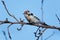 Lesser Spotted Woodpecker Dendrocopos minor