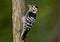 Lesser spotted woodpecker (Dryobates minor)