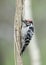 Lesser spotted woodpecker (Dryobates minor) is a member of the woodpecker family Picidae.