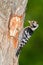 Lesser spotted woodpecker with food