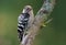 Lesser Spotted Woodpecker perched on an old lichen twig