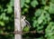 Lesser spotted woodpecker sit on  a wooden barbed wire fence