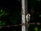 Lesser spotted woodpecker sit on  a wooden barbed wire fence