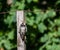 Lesser spotted woodpecker sit on  a wooden barbed wire fence