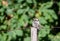 Lesser spotted woodpecker sit on  a wooden barbed wire fence