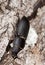 Lesser stag beetle (dorcus paralellipipedus)