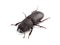 Lesser stag beetle (Dorcus parallelipipedus) on white