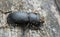 Lesser stag beetle, Dorcus parallelipipedus on wood