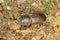 Lesser stag beetle / Dorcus parallelopipedus
