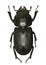 Lesser Stag Beetle on white Background