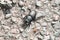 Lesser stag dorcus parallelipipedus beetle on ground