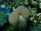 Lesser star coral Goniastrea edwardsi undersea, Red Sea