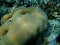 Lesser star coral Goniastrea edwardsi undersea, Red Sea