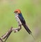 Lesser striped swallow sitting on perch