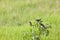 Lesser Striped Swallows, Kenya