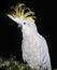 Lesser Sulphur-Crested Cockatoo, cacatua sulphurea, Adult with crest raised