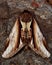 Lesser swallow prominent moth (Pheosia gnoma)