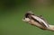 A Lesser Swallow Prominent Moth, Pheosia gnoma, perching on a twig in springtime.