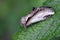 Lesser Swallow Prominent sitting on leaf