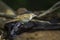 Lesser Swamp-Warbler in Kruger National park, South Africa