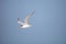 Lesser tern Sternula antillarum flies