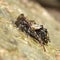 Lesser thorn-tipped longhorn beetle (Pogonocherus hispidus)