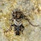 Lesser thorn-tipped longhorn beetle (Pogonocherus hispidus) from