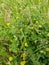 Lesser Trefoil -  Trifolium dubium, Norfolk, England, UK