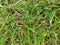 Lesser Trefoil -  Trifolium dubium, Norfolk, England, UK