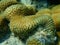 Lesser valley coral or hard brain coral (Platygyra lamellina) undersea, Red Sea